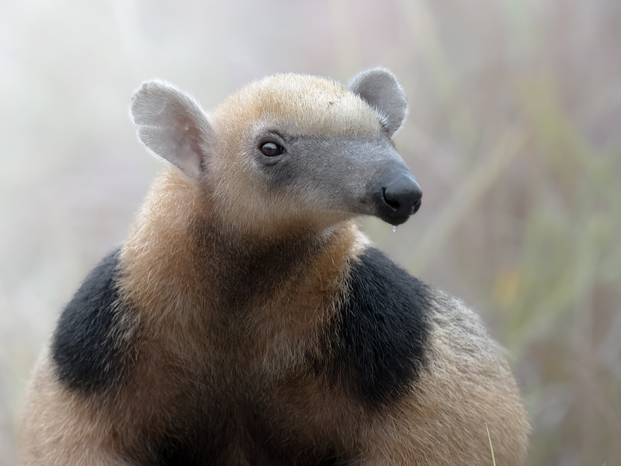 Southern Tamandua in the Pantanal