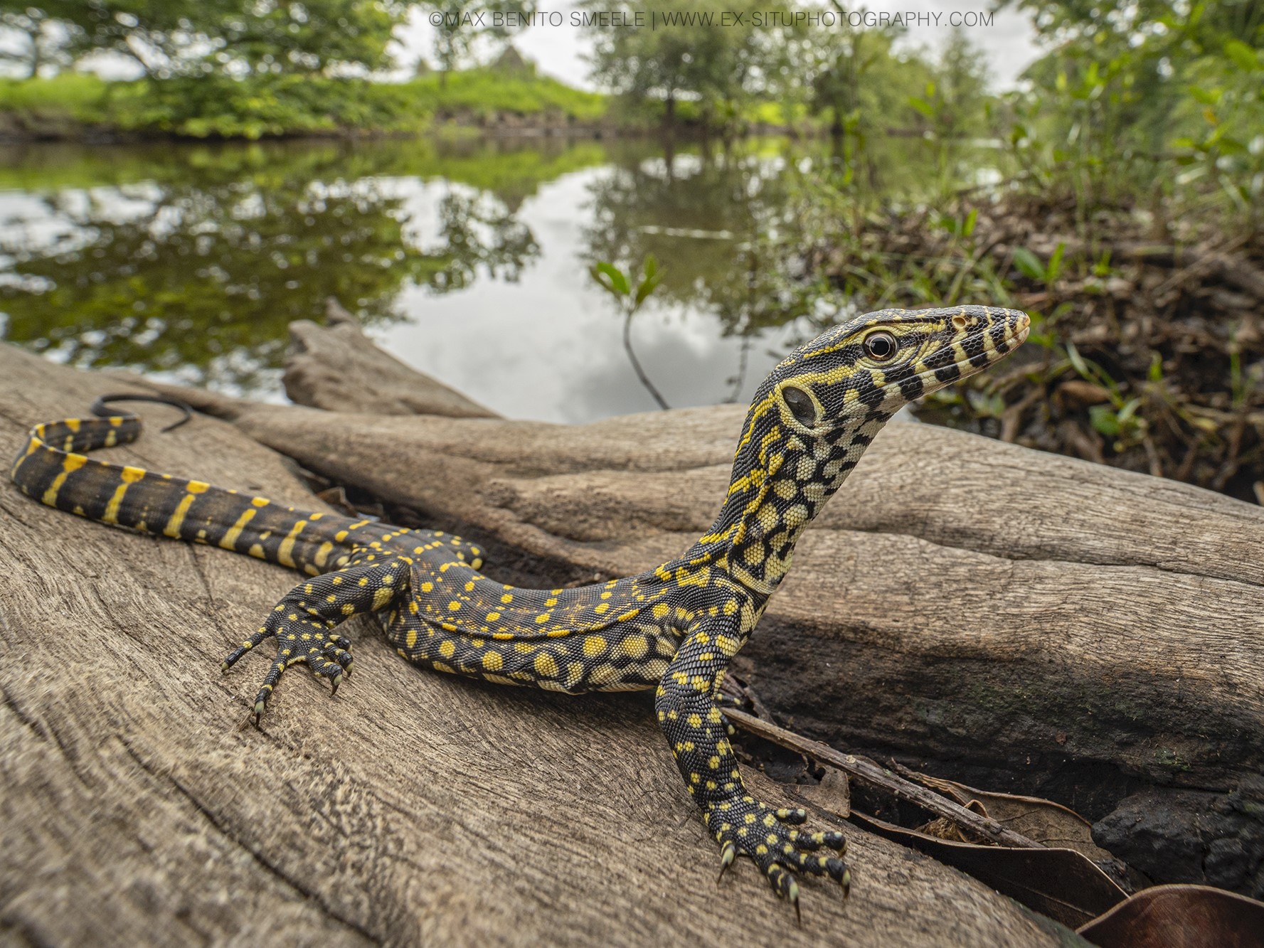Monitor lizard from the Gambia