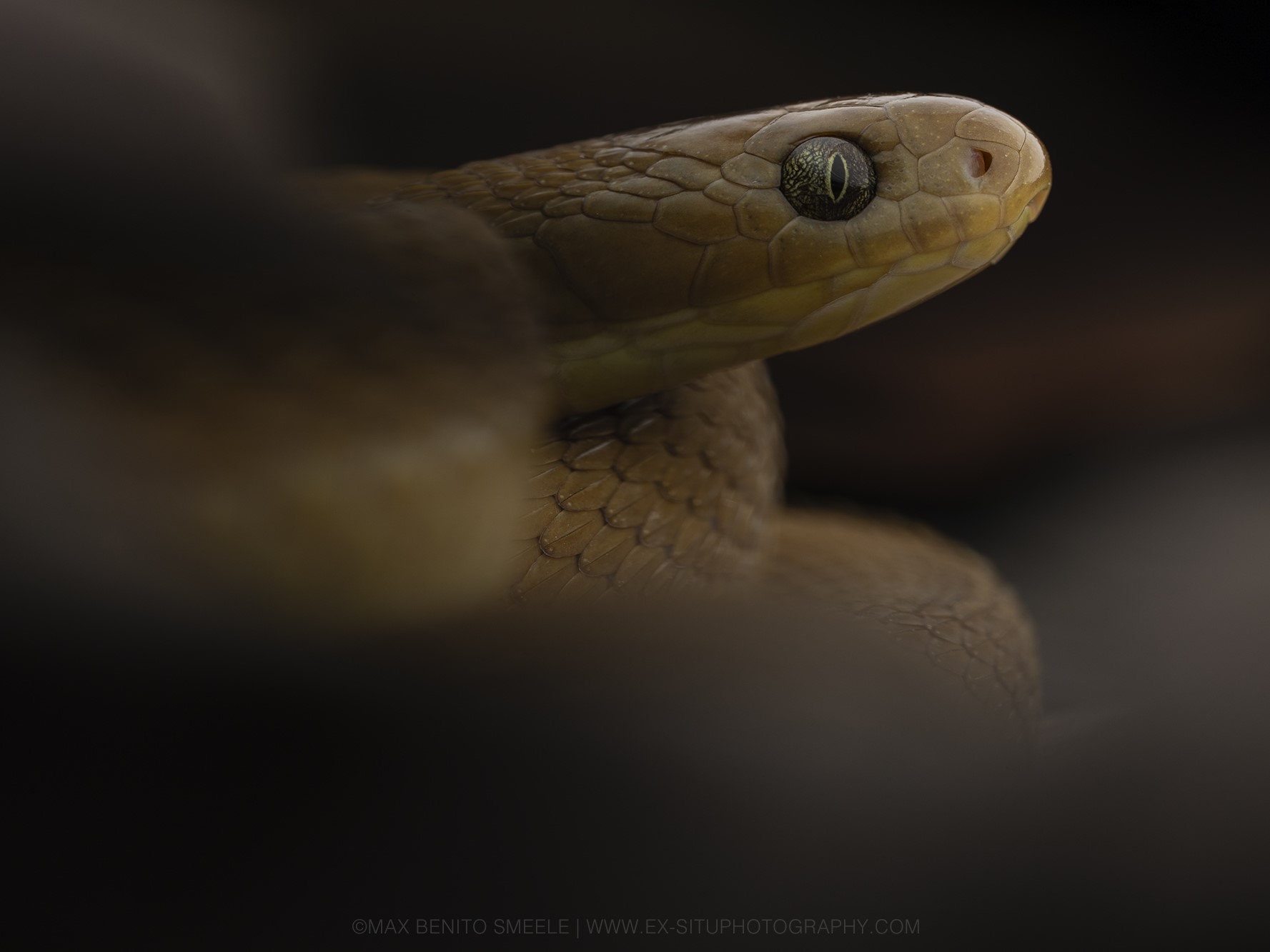 A snake from the Gambia