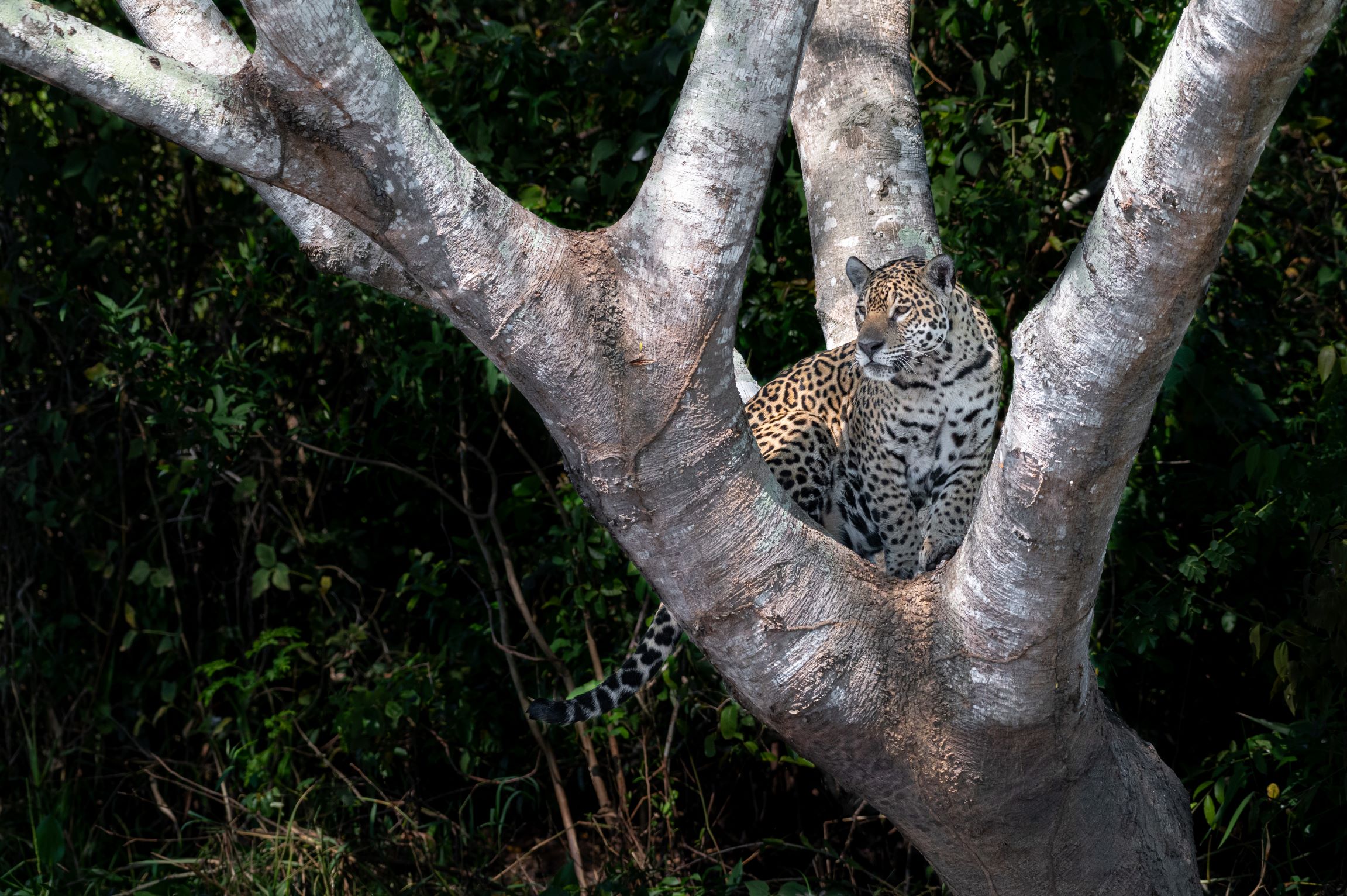 Medrosa, the queen of the Pantanal