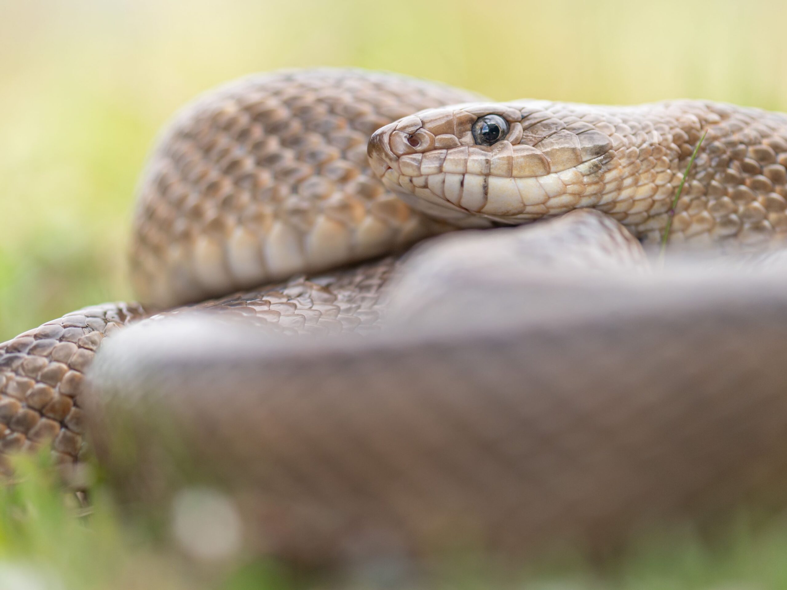 Ladder snake in Spain