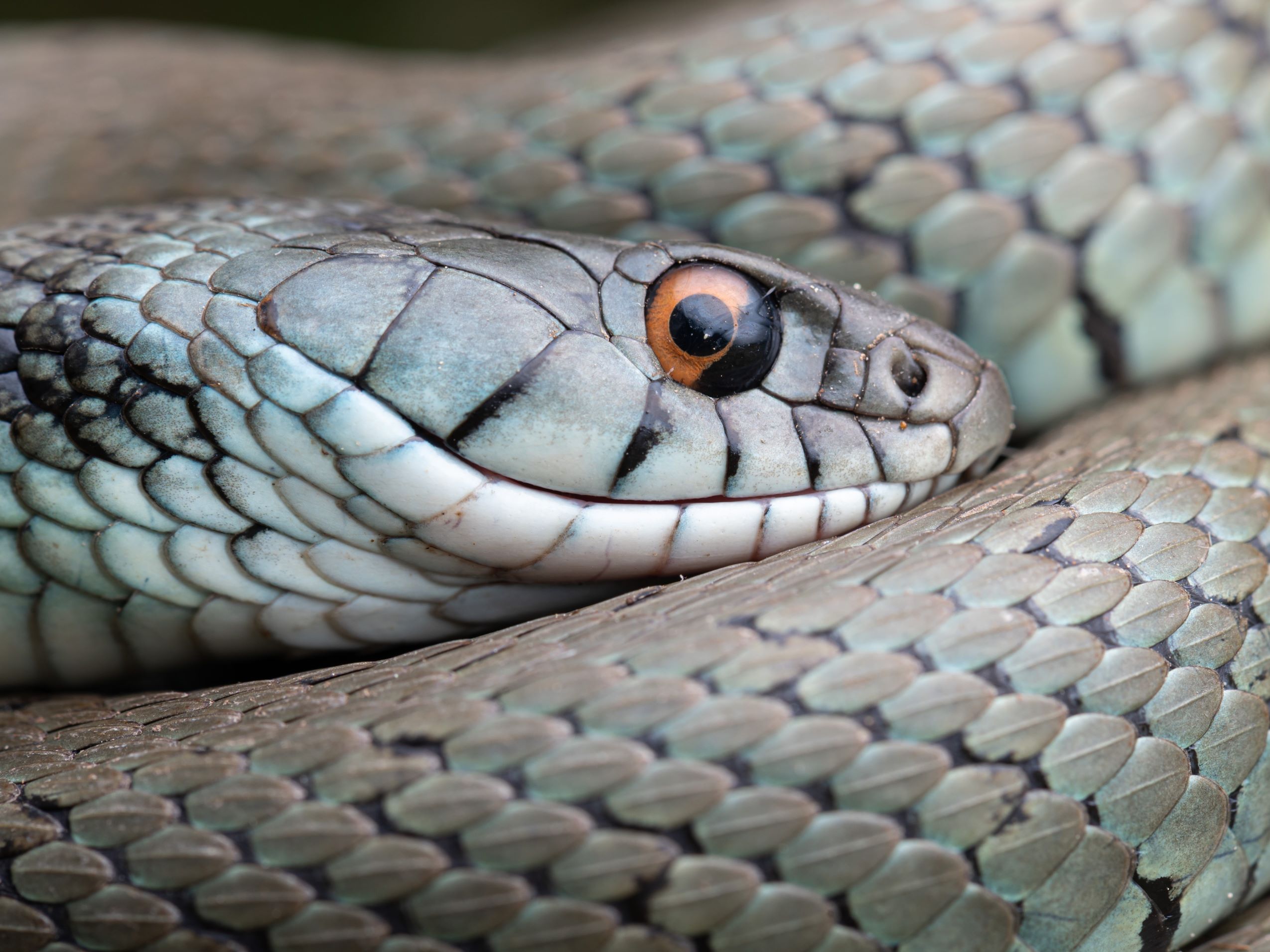Natrix astreptophora in Spain