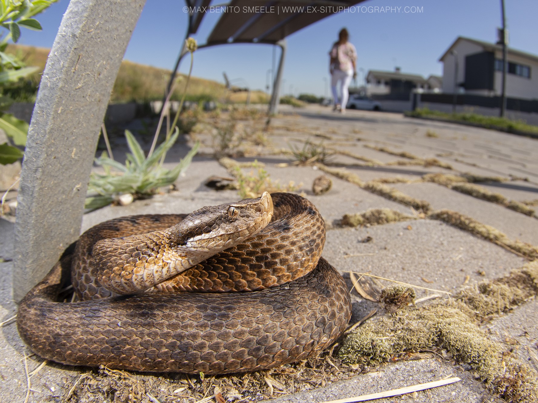 Lataste's Viper in Burgos