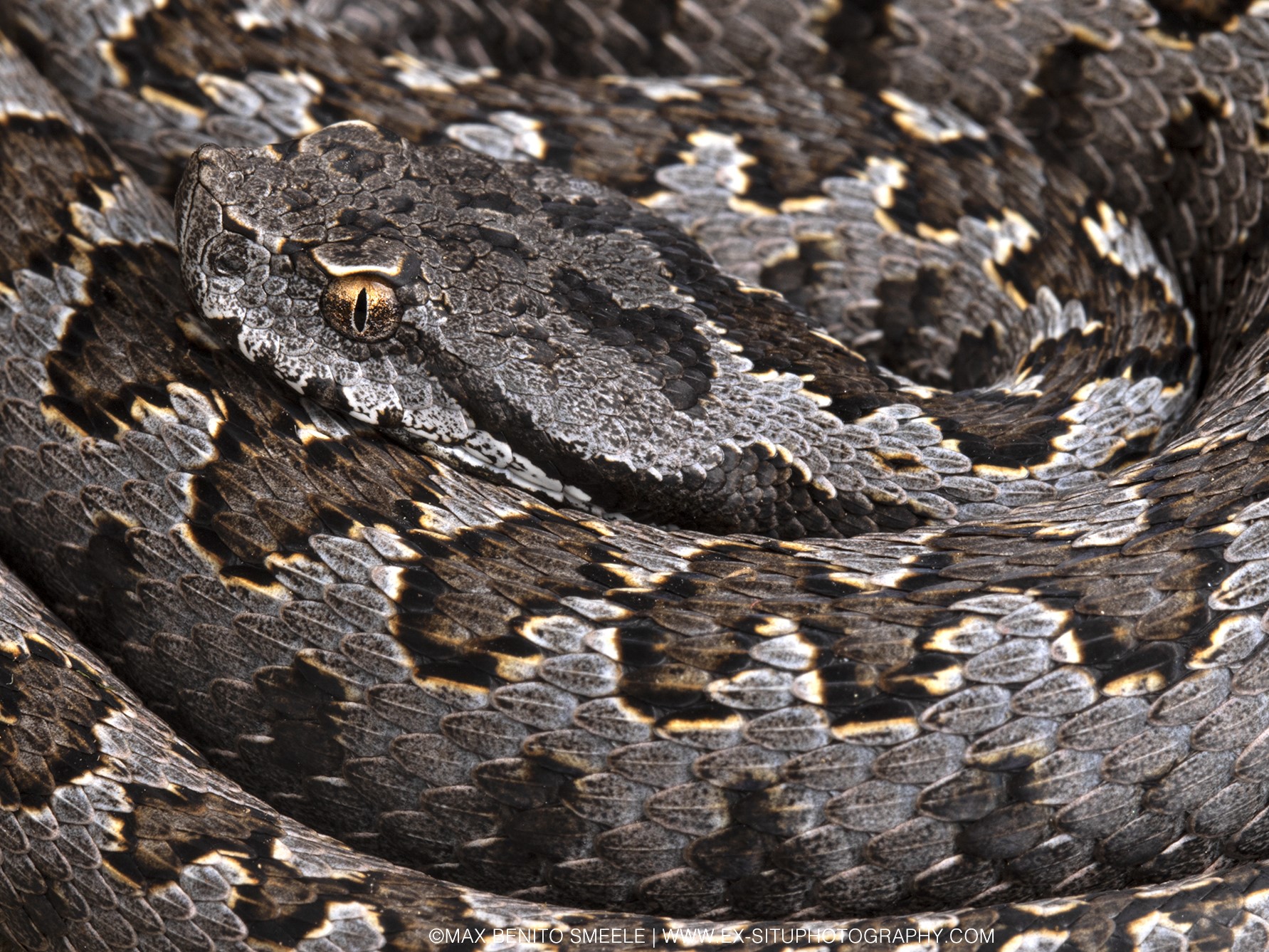 Vipera aspis from Spain