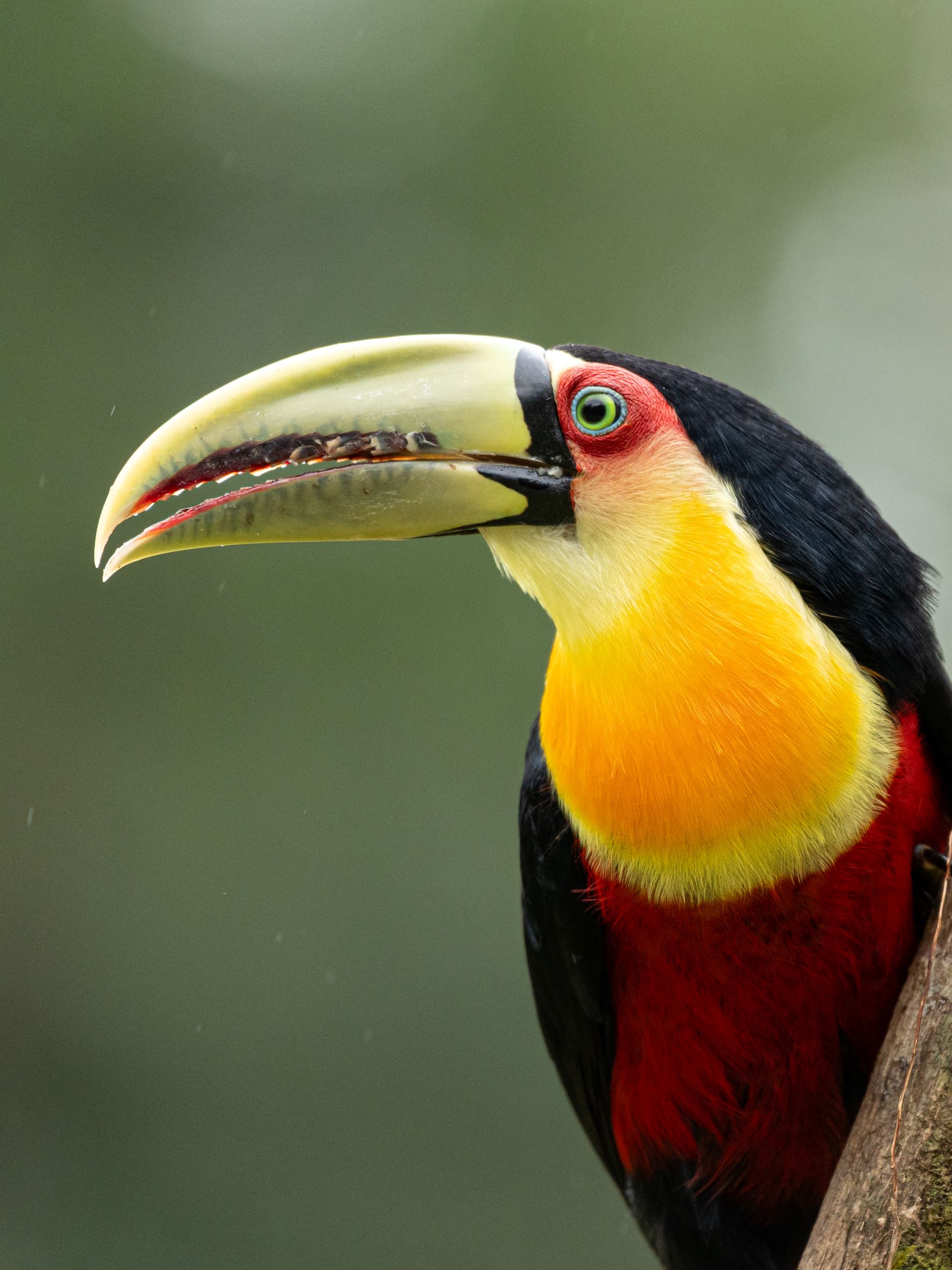 Toucan on Bird Photography tour