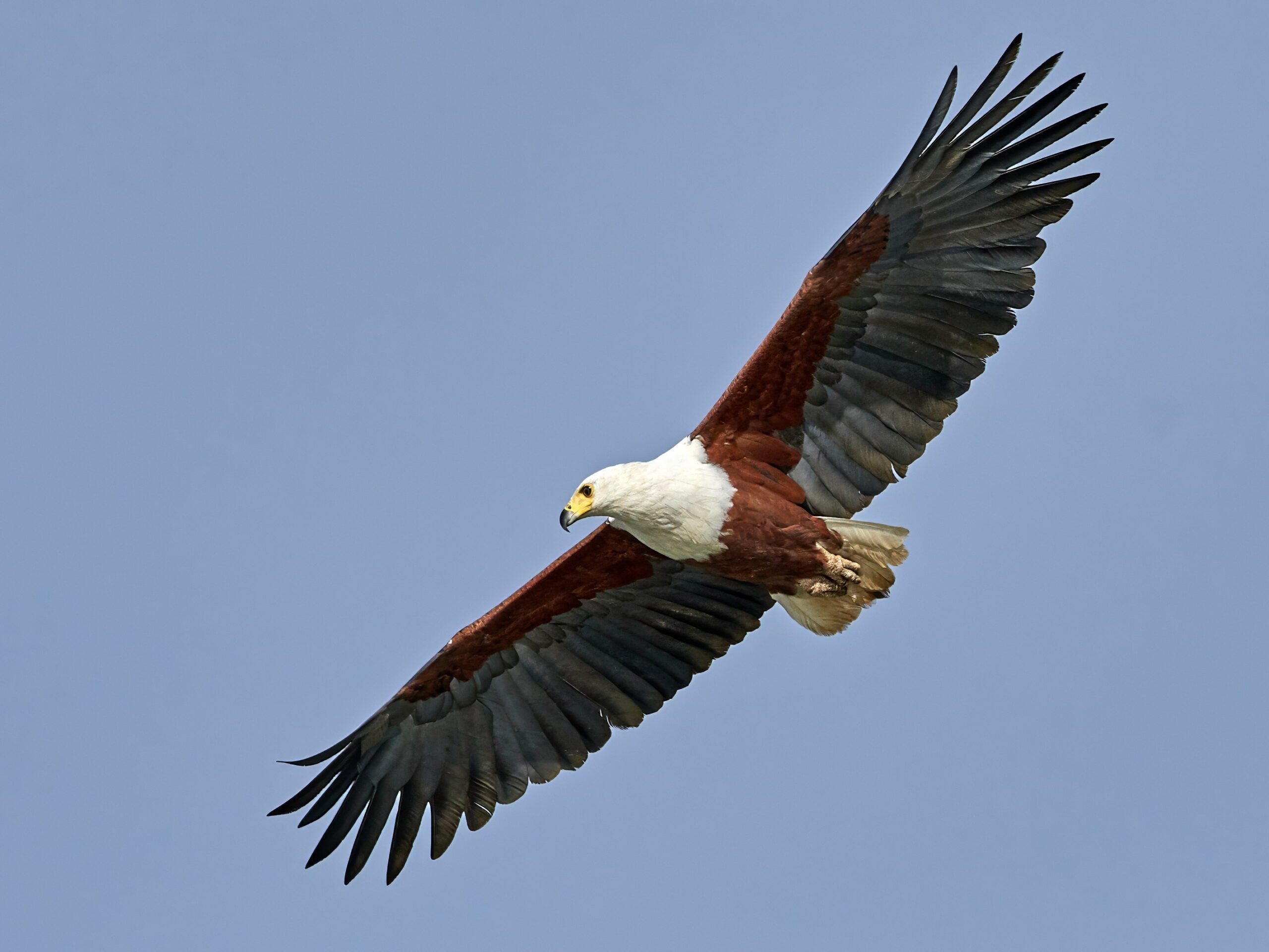 African fish eagle in the Gambia