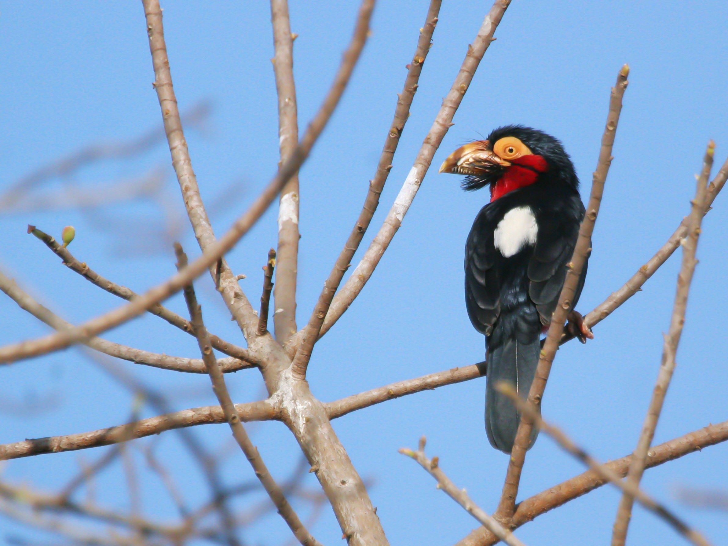 Bearded Barbet in the Gambia