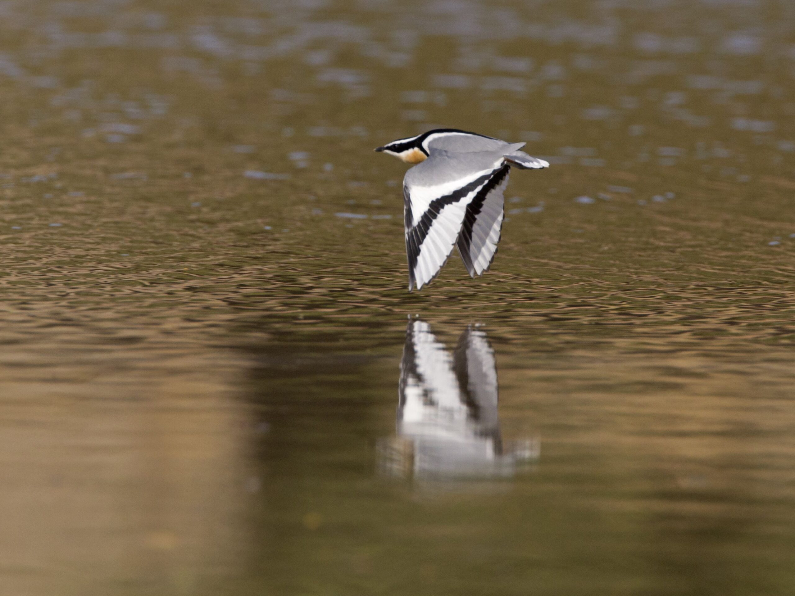 Egyptian Plover from Gambia
