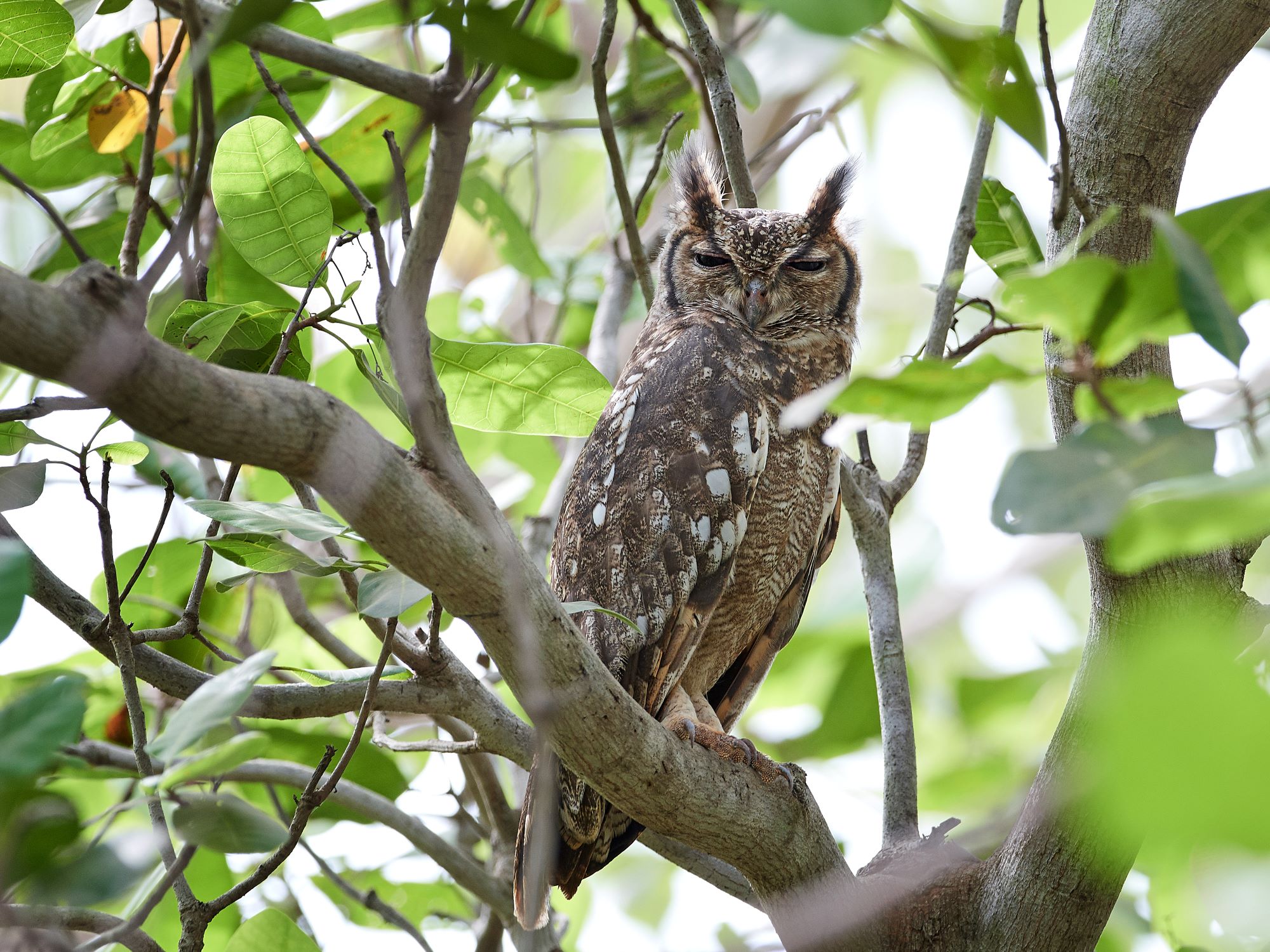 Greyish-eagle-owl in the Gambia
