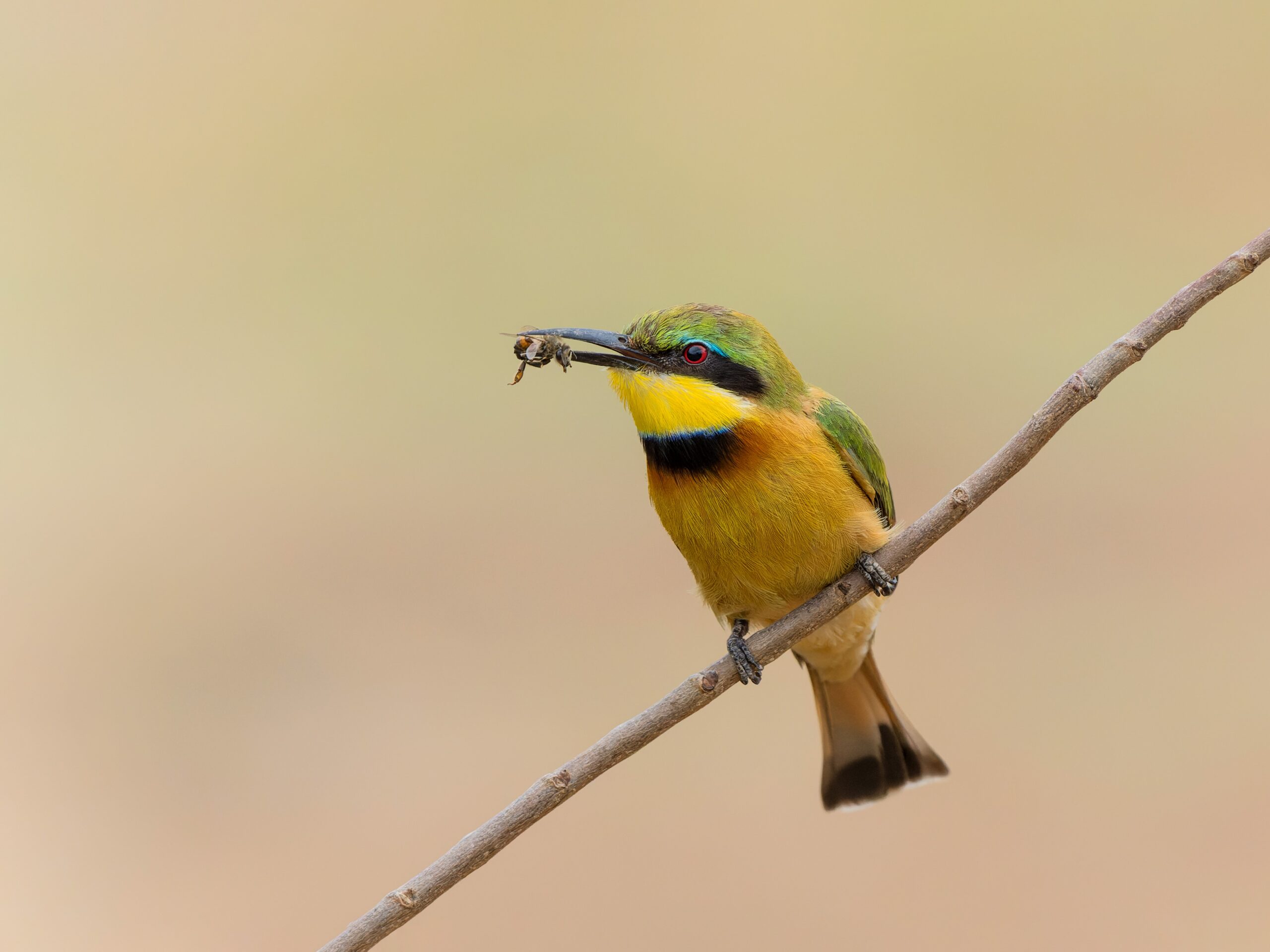 Little-bee-eater in the Gambia