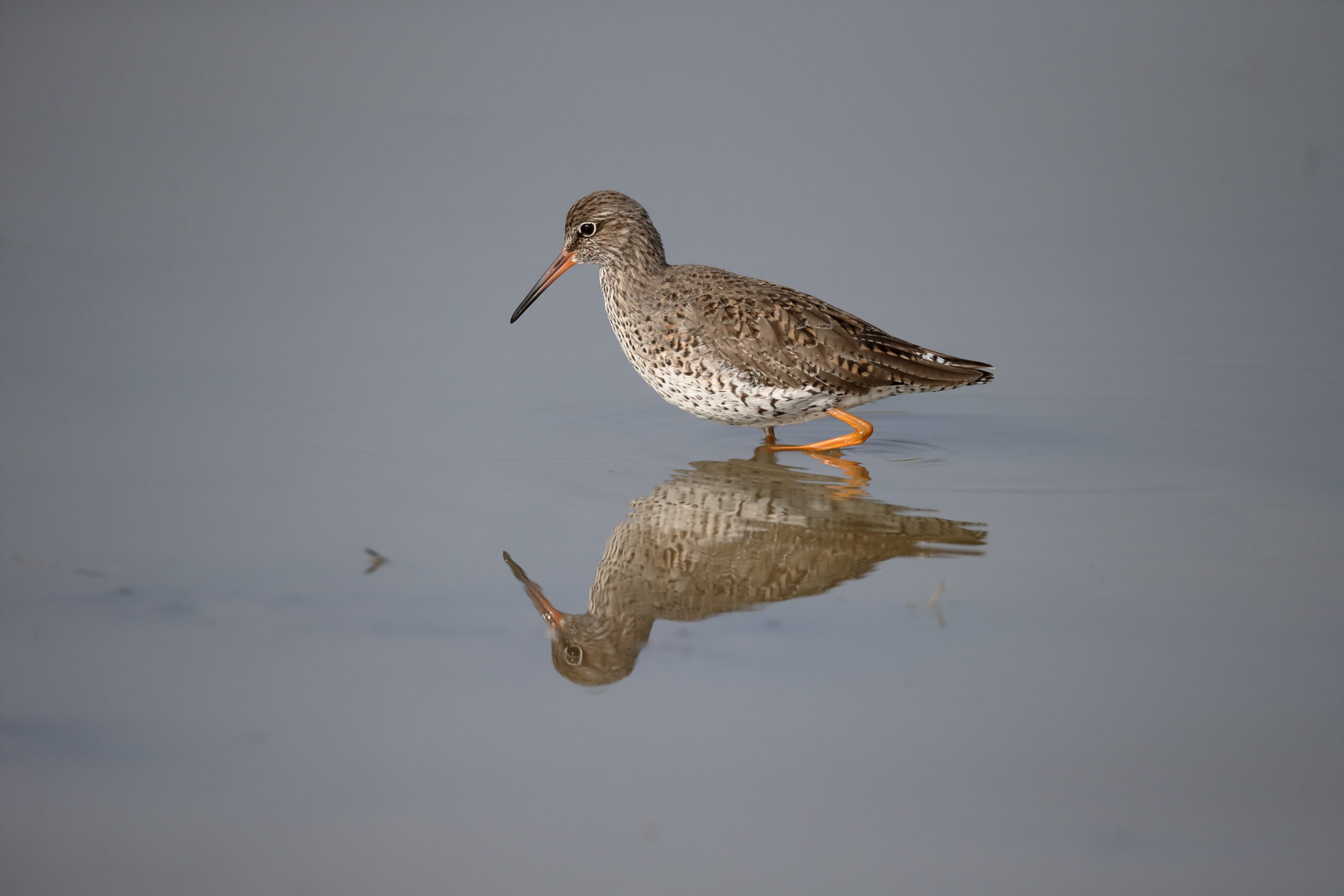 Redshank in The Gambia