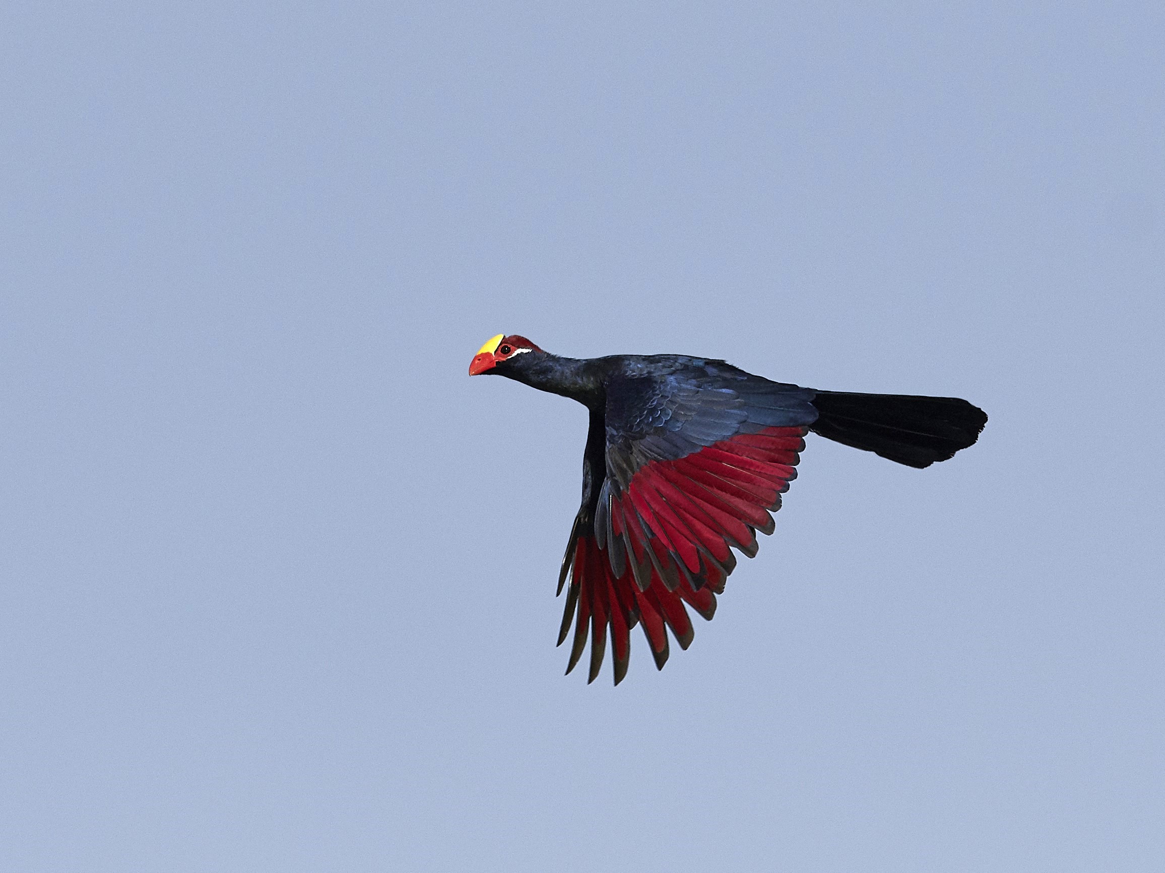 Violet turaco from the Gambia