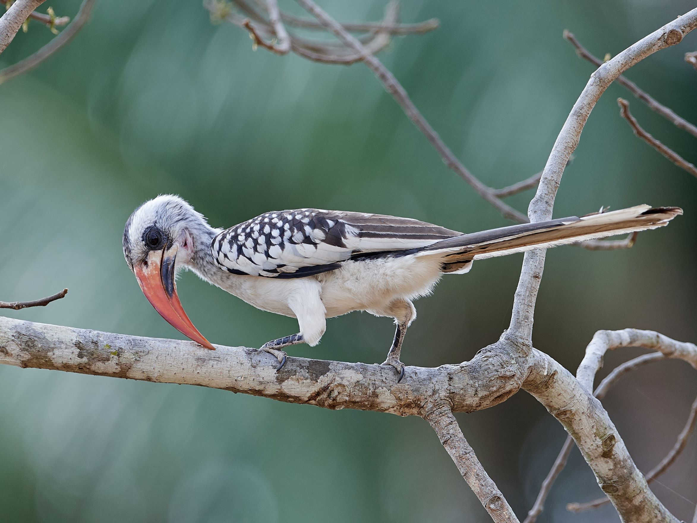 Western red-billed hornbill from Gambia