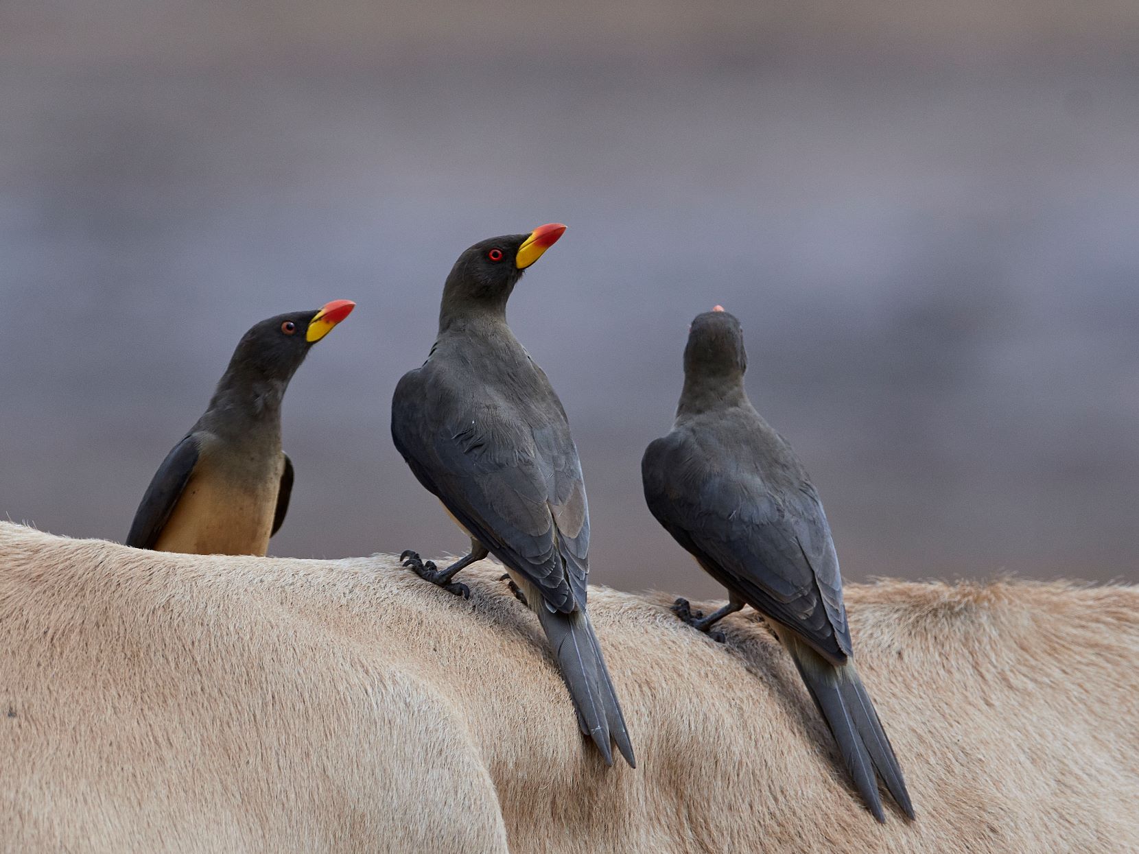 Yellow-billed oxpeckers in The Gambia