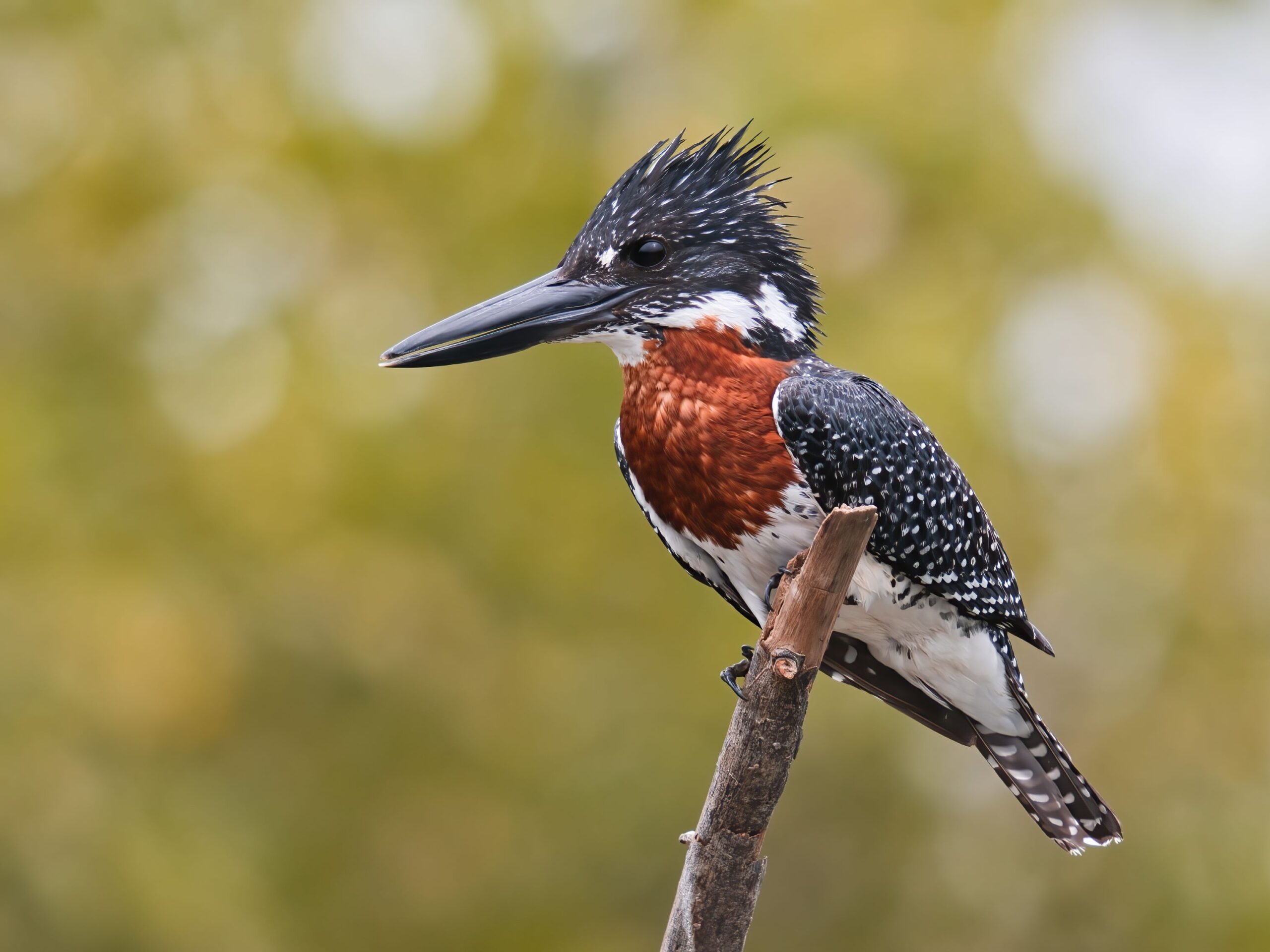 Pied-kingfisher from the Gambia
