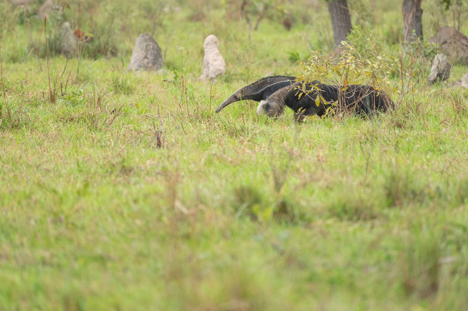 Giant anteater in the Brazilian Pantanal
