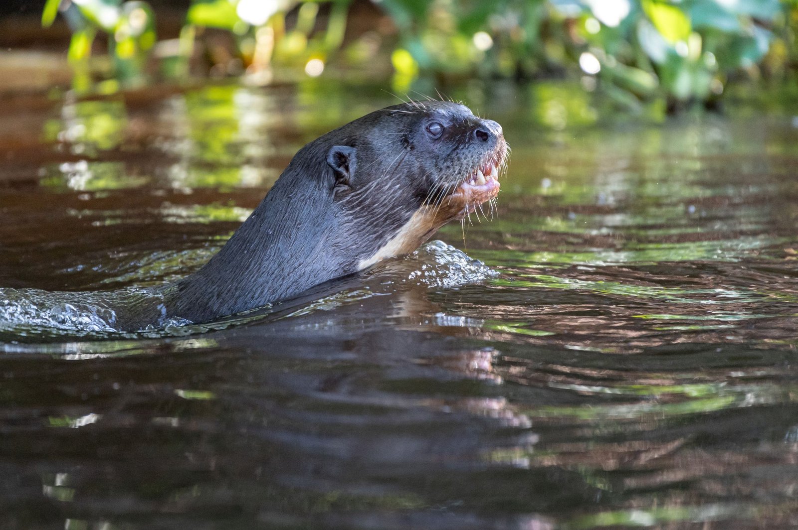 Giant River Otter in the Cuiaba river