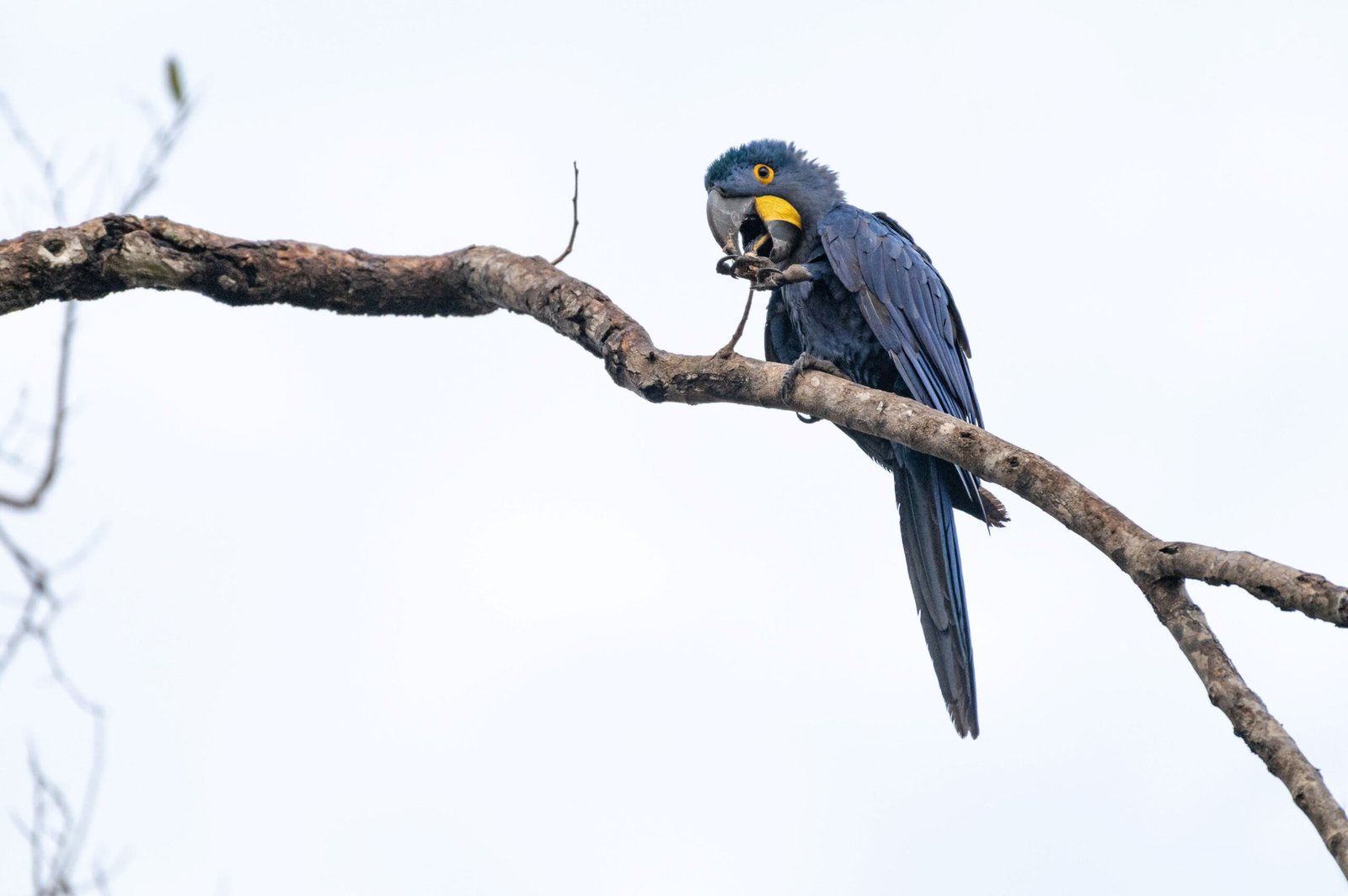Hyacinth macaw in the Pantanal