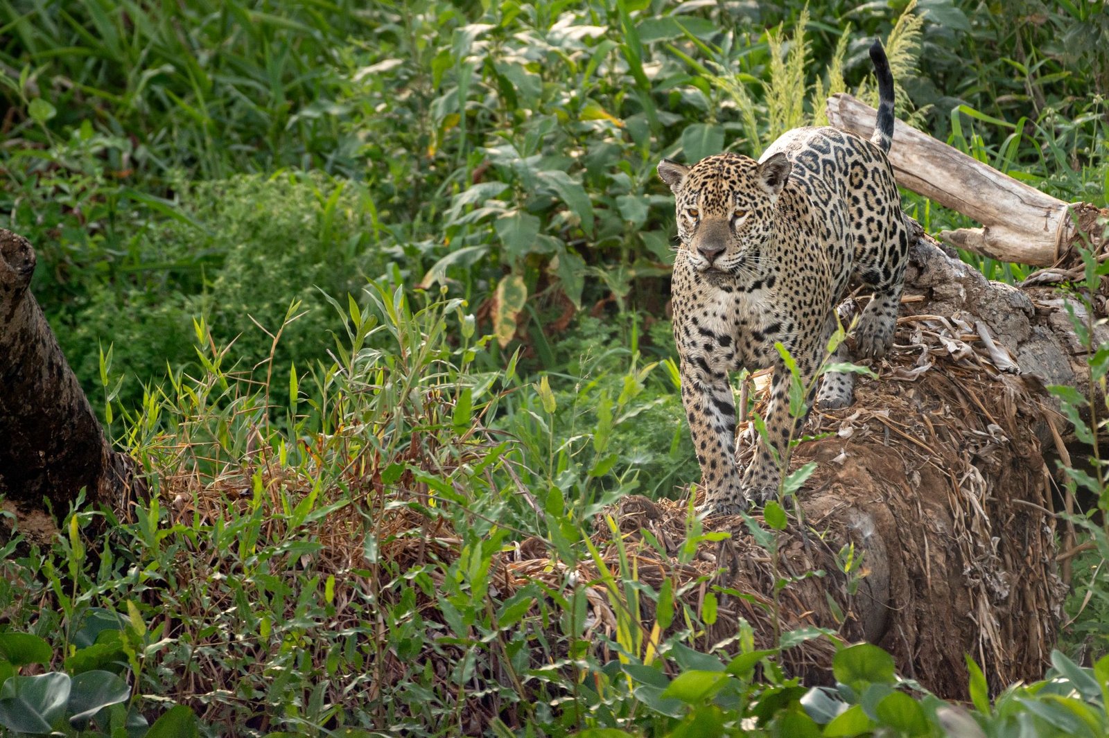 Jaguar in the Brazilian Pantanal near Porto Jofre