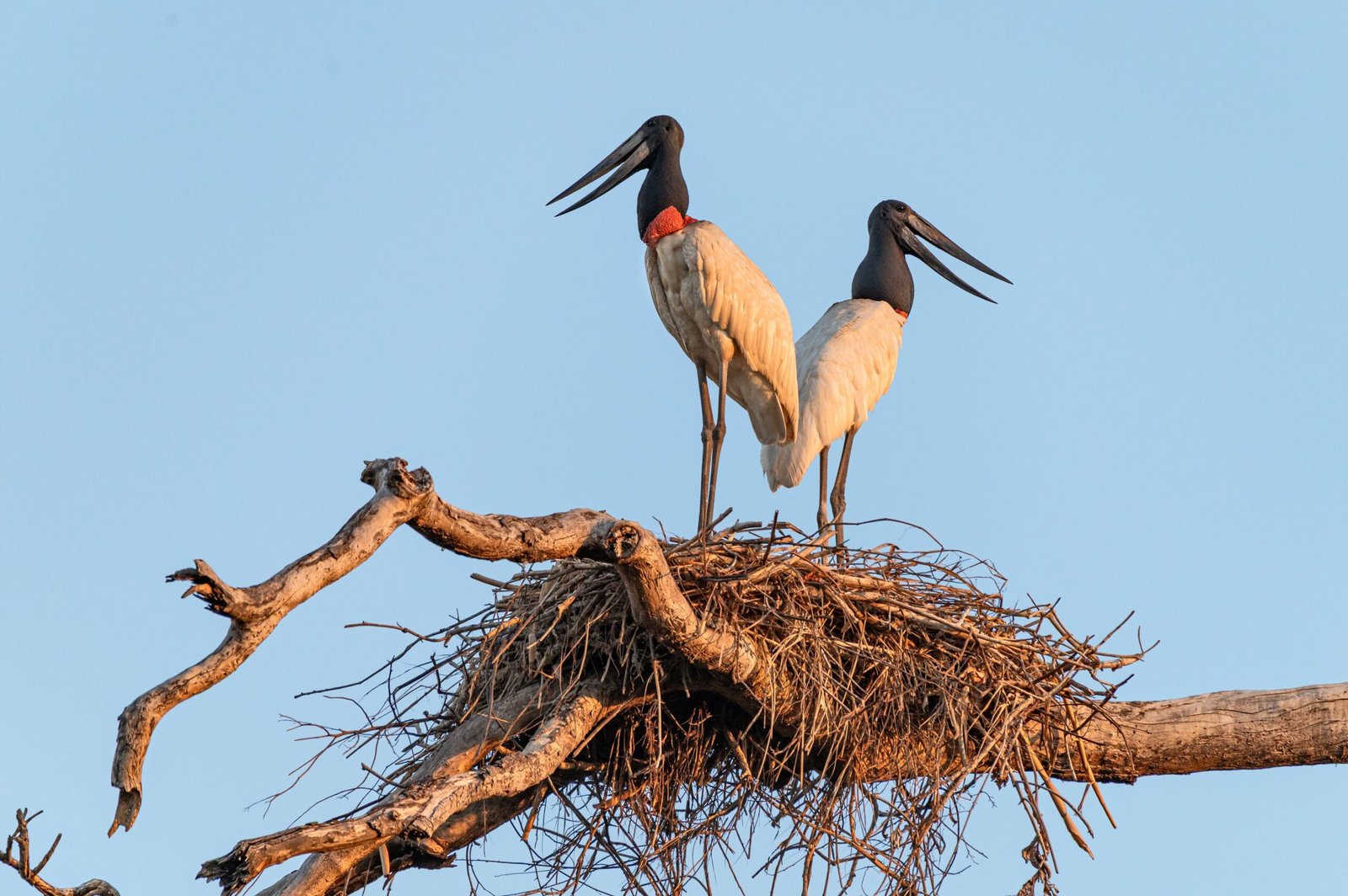 A pair of jabiru storks in the Pantanal